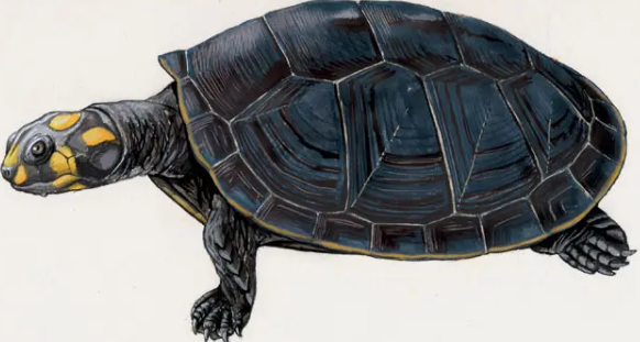 巨型侧颈龟多少钱一只?入手前一定要了解 巨型侧颈龟多少钱一只?入手前一定要了解