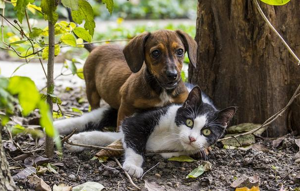 金冠助幼宠健康度过哺乳期 