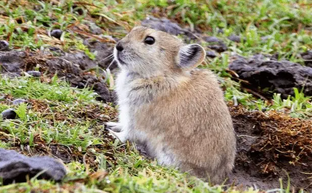 藏鼠兔可以长大吗?我来告诉你答案! 藏鼠兔可以长大吗?我来告诉你答案!