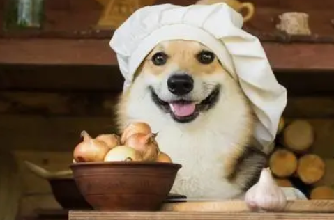 狗吃洋葱怎么救，铲屎官一定要看看