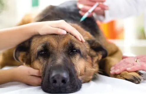 体内外驱虫对狗狗有多重要? 体内外驱虫对狗狗有多重要?