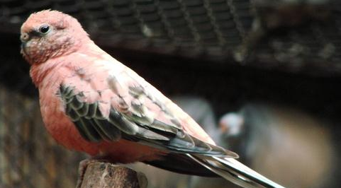 伯克氏鹦鹉会说话吗?想养的来看看 伯克氏鹦鹉会说话吗?想养的来看看