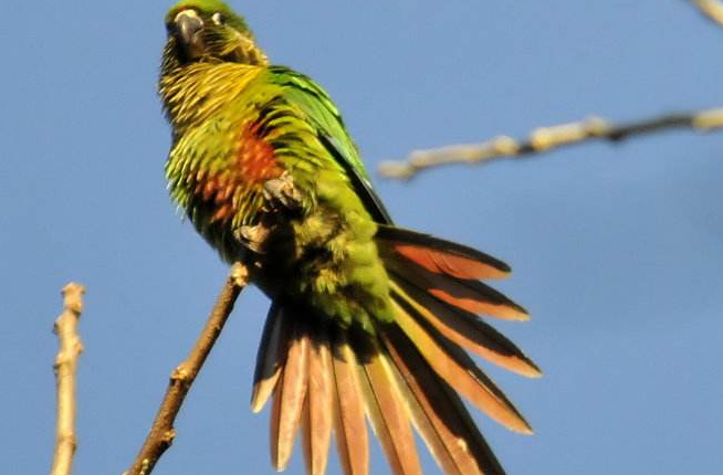 如何让暗色锥尾鹦鹉亲人？这份饲养知识值得掌握