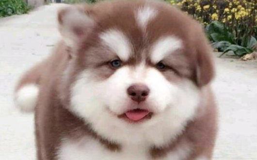 你知道阿拉斯加几个月最丑吗？我们一起了解一下