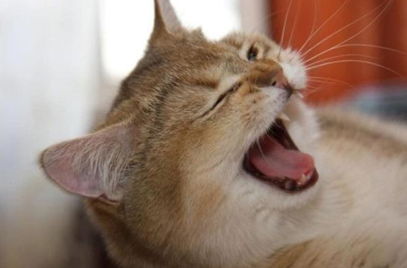 猫发出打喷嚏一样的声音,它这是怎么了? 猫发出打喷嚏一样的声音,它这是怎么了?