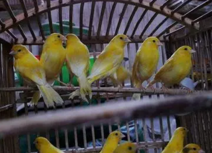 黄玉鸟什么时候换毛，不知道来看看！