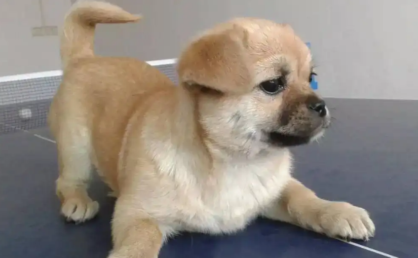 快来这了解一下中国犬种大全及名称！