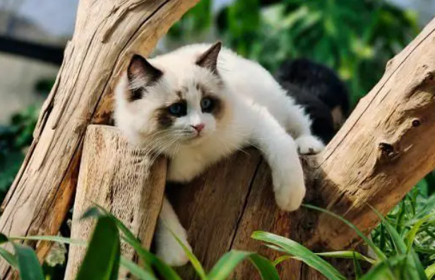 给猫咪吃猫草有什么好处？来看看吧