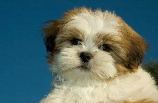 给西施犬进行梳毛小技巧，你学会了吗