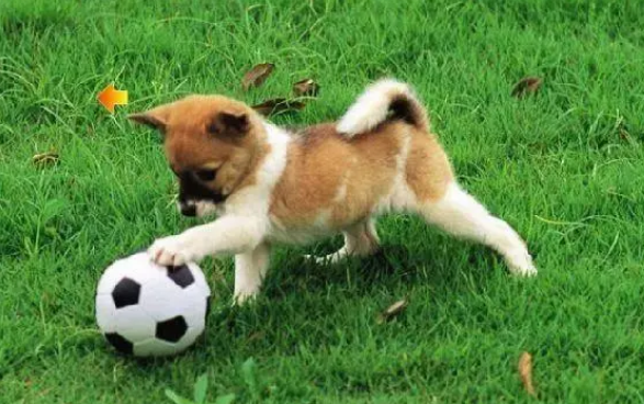 爱犬驱虫后出现不良反应,主人应注意三要点 爱犬驱虫后出现不良反应,主人应注意三要点