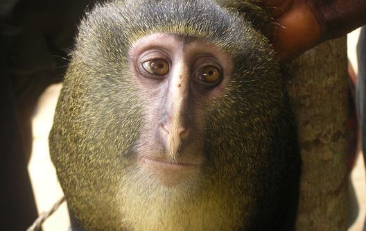 洛马米恩斯长尾猴是不是没听过，快来看看吧！