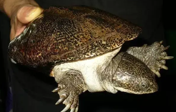 白胸侧颈龟怎么分雌雄？看完你就明白了