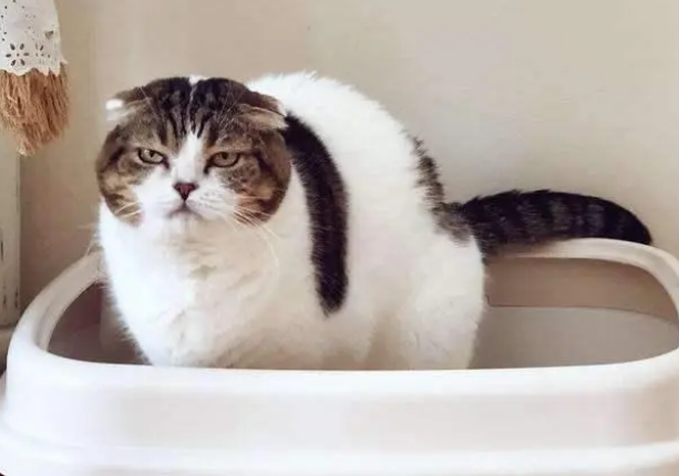 作为一名铲屎官，如何选择猫砂很重要！