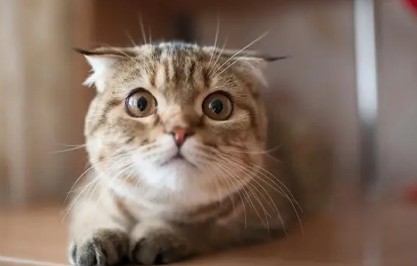 如何为猫咪制作一个猫窝？