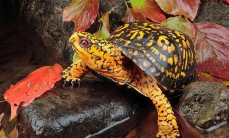 佛罗里达箱龟生病怎么处理？来这看看答案！