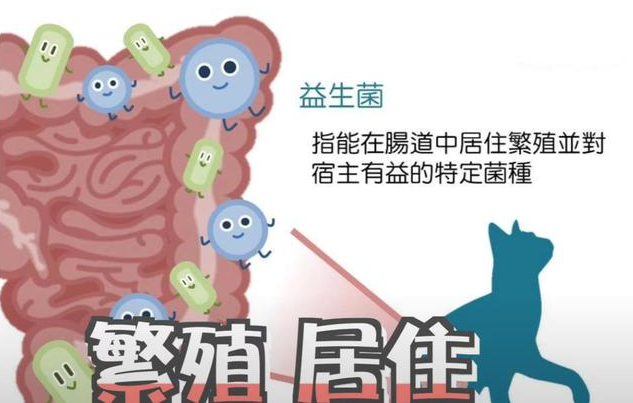 猫咪需要益生菌吗？以下几种情况下是需要的，铲屎官别忽视了
