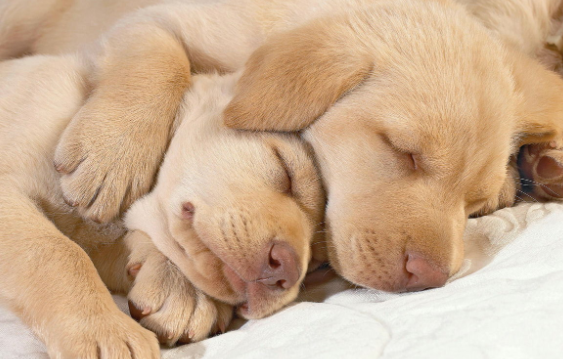 铲屎官科普：刚出生的狗几天可以睁开眼？