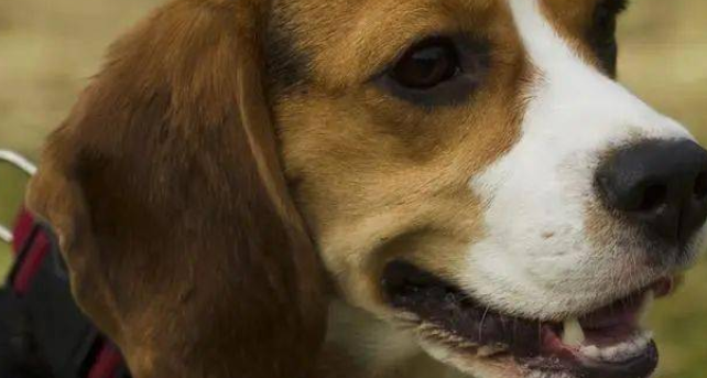 米格鲁猎兔犬聪明吗?想知道就来了解一下吧 米格鲁猎兔犬聪明吗?想知道就来了解一下吧