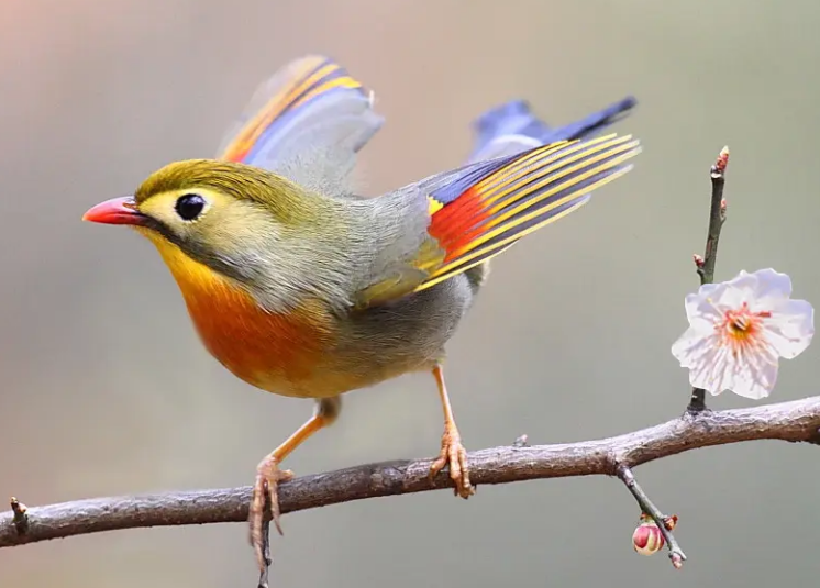 红嘴玉多少钱一只？感兴趣的来了解一下