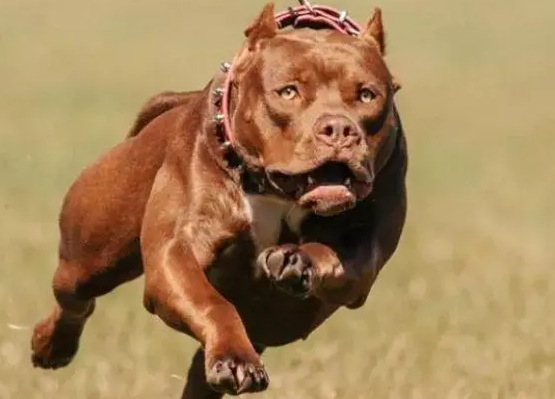 比特犬最怕什么犬？不清楚的来看看吧