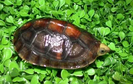 百色闭壳龟是水龟吗？来看这里