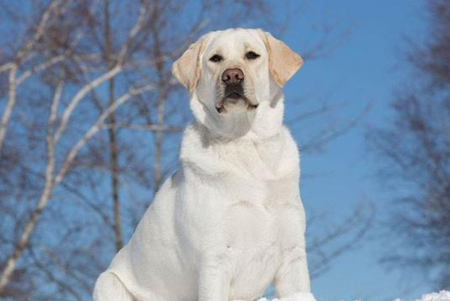 不属于禁养犬种的大型犬，我来告诉你！