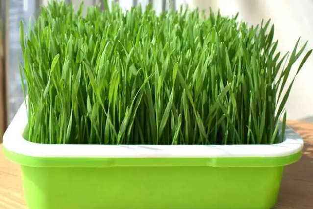 猫咪为什么要吃草？猫草怎么种植？