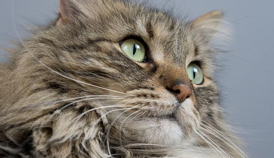 猫眼睑外翻红肿怎么办？千万要注意了