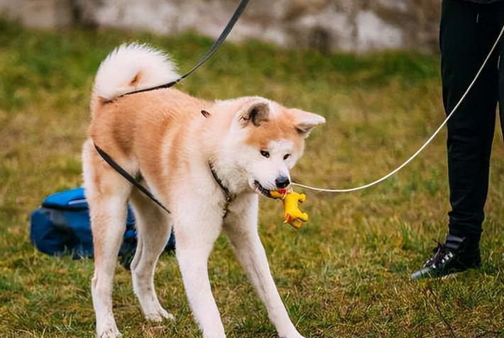 尽量少“寄养狗狗”，这几种后果，你难以承受