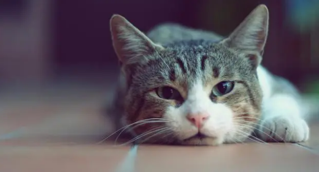 猫咪吃猫条上瘾了怎么办？猫条是什么