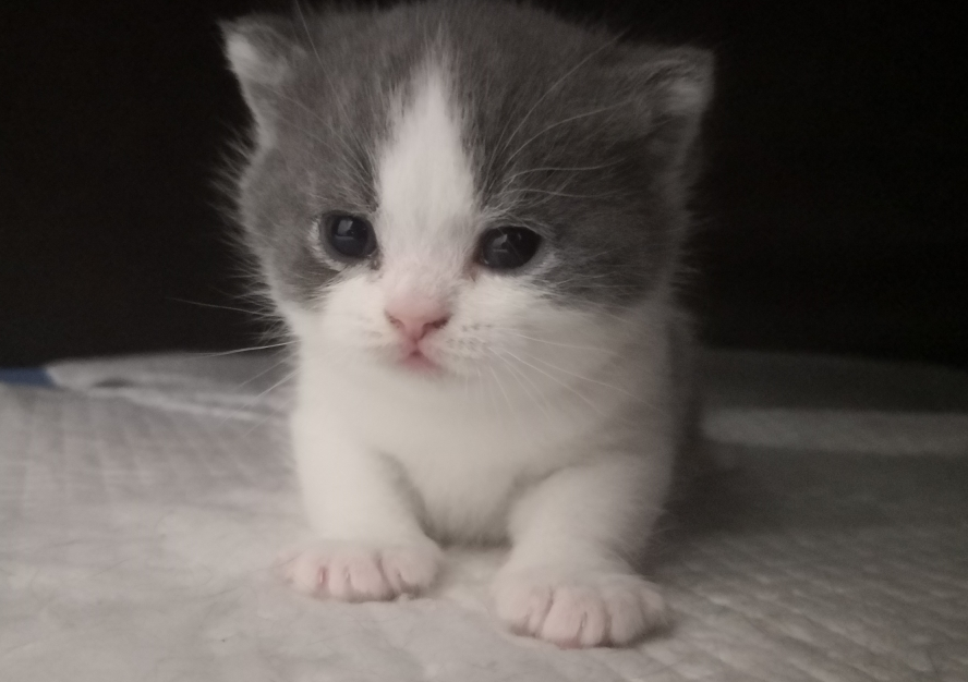 曼基康矮脚猫寿命长不长？铲屎官一定要知道