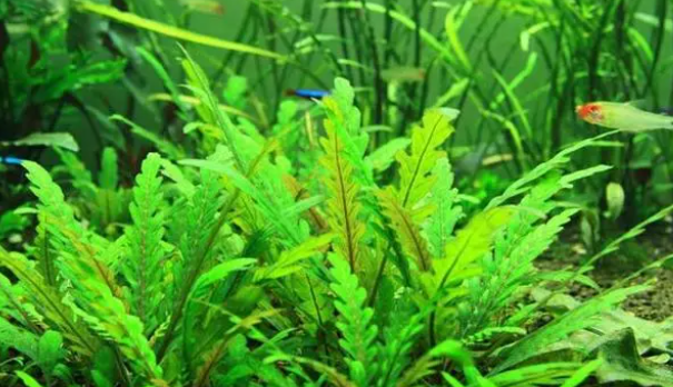 水草干货经验之谈，6种前景草选择