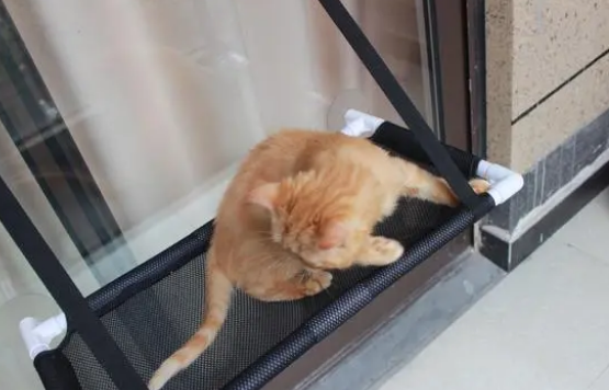 猫咪罐头的6条优缺点分享给你