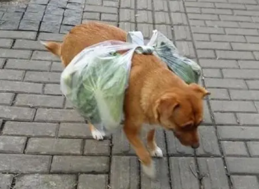 狗能吃饼干吗？主人要了解下