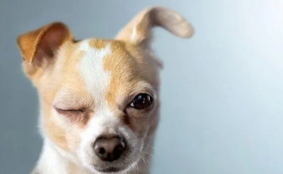 狗狗回家不愿进笼子？这三种方法屡试不爽