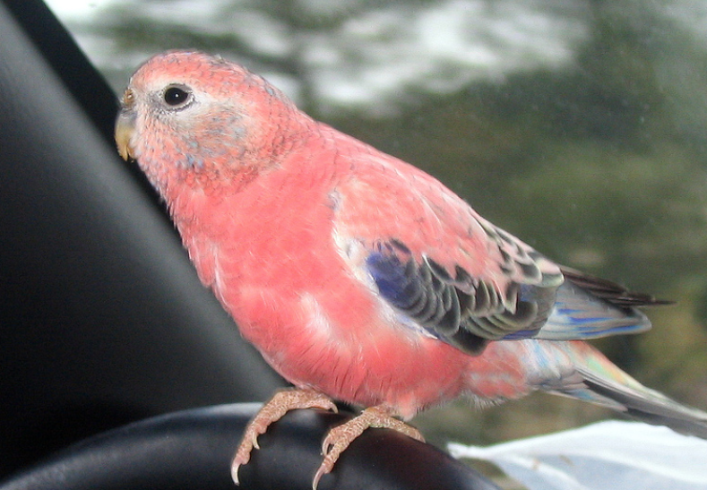 快来看看，伯克氏粉色鹦鹉的特点