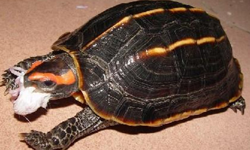 三棱黑龟好养吗？想养的人可以了解一下