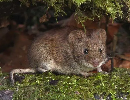 伊朗田鼠到处尿尿,苦不堪言?那是因为你还没学会训练它! 伊朗田鼠到处尿尿,苦不堪言?那是因为你还没学会训练它!