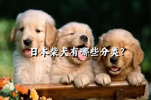 日本柴犬有哪些分类？