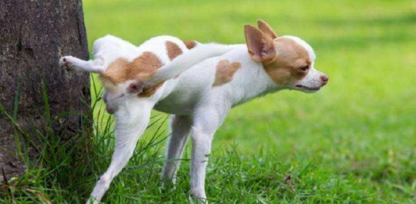 狗一直排尿却排不出，主人可以这样做！