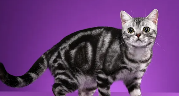 英短蓝猫可以生出蓝白色的猫吗？在这里可以找到答案！