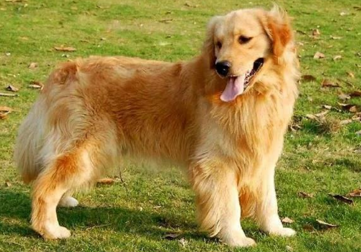 吴磊的狗，原来是这个品种！