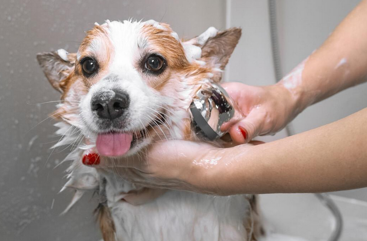 狗狗身体最容易藏污垢的地方，洗澡应该重点清洗