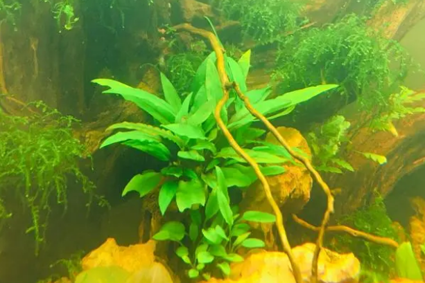 水质好不好，自己有个标准，你养的水草，鱼都很好，那才叫好水质