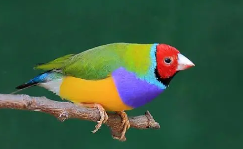 你们知道，七彩文鸟怎么辨别公母？