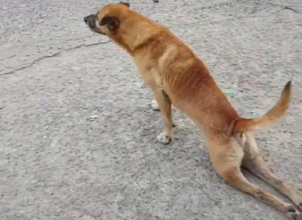 狗后腿无力的原因是什么?一般是这几种情况 狗后腿无力的原因是什么?一般是这几种情况