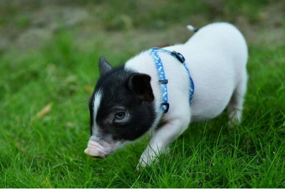 香猪喜欢吃啥食物？饲养前一定要了解