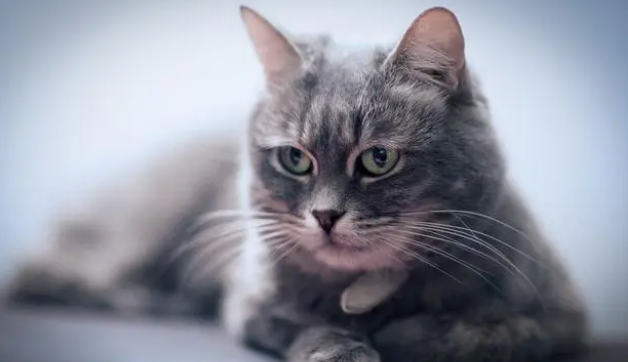 猫咪体外驱虫注意事项有哪些？