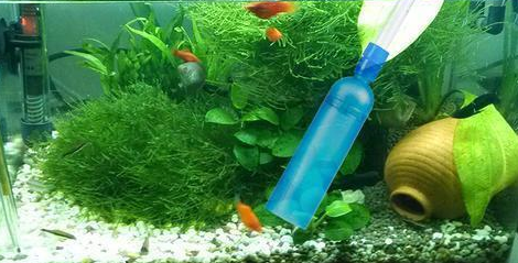 鱼缸水质要想调理到最清澈的状态，我们可以参考四种方法！