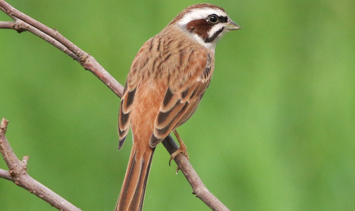 三道眉草鹀可以人工饲养吗？来看看吧